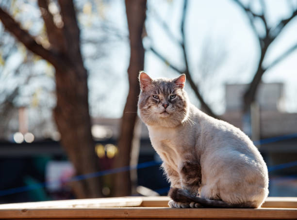 Cat resting on the outdoor deck. Back yard of the urban home on sunny morning.