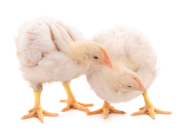 istock Two chicken or young broiler chickens. 1290130062