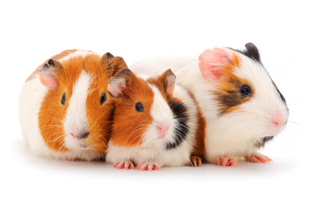 istock Guinea pig family isolated. 1290130085