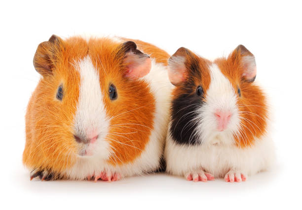 istock Guinea pig family isolated. 1290130088