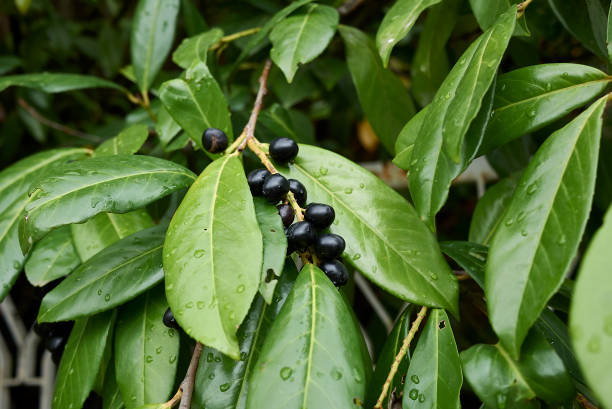 black blue and glossy berries on a bush of the wild Privet or common privet in autumn sun
