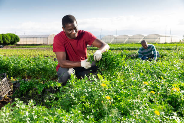 istock African male farmer picking parsley on field 1290132346