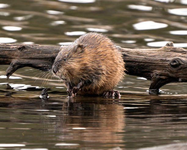 Muskrat stock photos. Muskrat in the water displaying its brown fur by a log with a blur water background in its environment and habitat. Image. Picture. Portrait. Muskrat stock photos. Muskrat in the water displaying its brown fur by a log with a blur water background in its environment and habitat. Image. Picture. Portrait. ondatra zibethicus stock pictures, royalty-free photos & images
