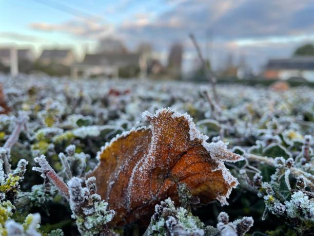 istock Autumn leaves on a frosty morning 1290133601