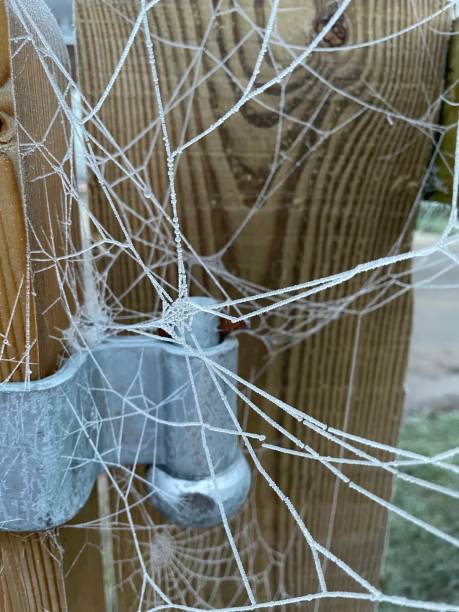 istock Spider webs on a frosty morning 1290133923