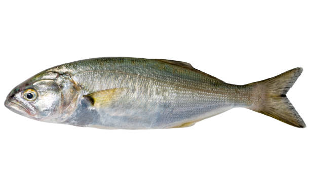 istock Single sea fish (bluefish, Pomatomus saltatrix) isolated on white, top view 1290135589