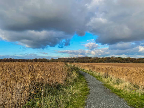 istock Coastal walk at Walberswick through the rushes 1290138506