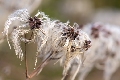 Close up of fruits on an old mans beard (clematis vitalba) plant