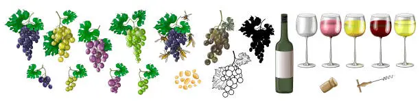 Vector illustration of A large set of grapes and wines.