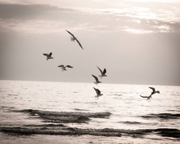 istock seagulls over the evening sea 1290139544