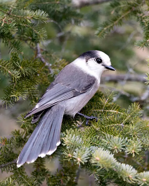 Photo of Gray Jay close-up profile view perched on a fir tree branch in its environment and habitat, displaying grey feather plumage and bird tail. Christmas picture ornament. Christmas card.