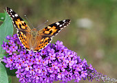 Butterfly on a purple fragrant flower.
