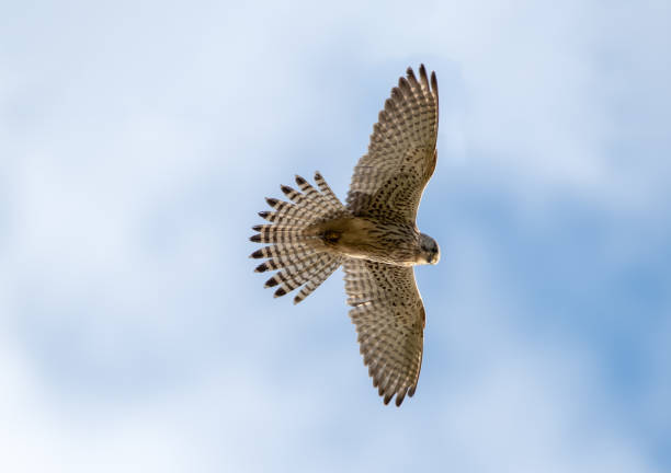 istock European Kestrel Hovering in the Sky 1290143320