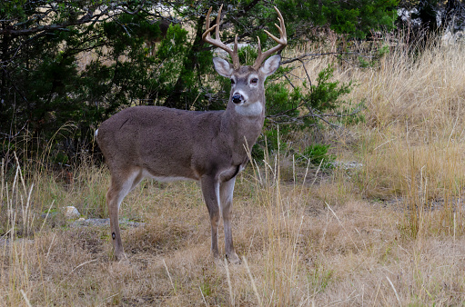 male white tail moving throughout his day