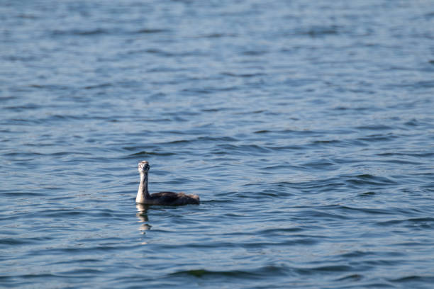 Great crested grebe (Podiceps cristatus) chick swimming with nice water reflection. Water bird on mirror blue lake water surface. Wildlife birds watching