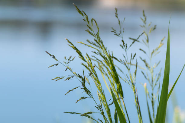 istock Green grass seeds on blue water blurred background 1290147440