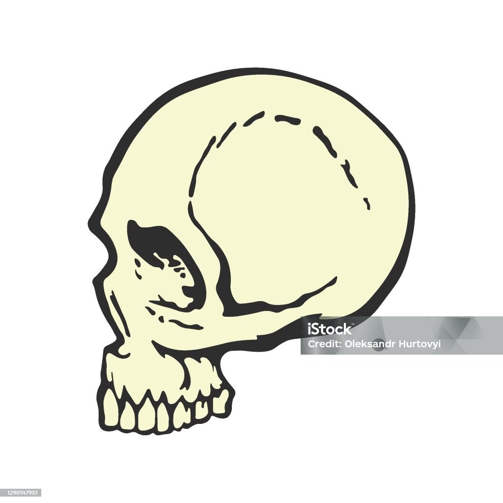 Ilustración de Cráneo Humano De Perfil Estilo De Dibujos Animados Vista  Lateral Plantilla De Diseño Gráfico Para Camiseta Diseño Creativo y más  Vectores Libres de Derechos de Cráneo - iStock