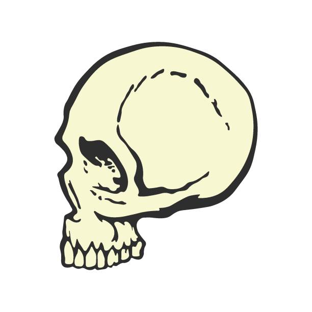 Human Skull In Profile Cartoon Style Side View Template Graphic Design For  Tshirt Creative Design Stock Illustration - Download Image Now - iStock
