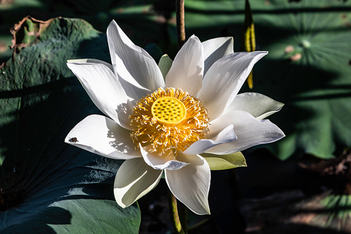 A wild white lotus flower growing in a pond. Siem Reap, Cambodia