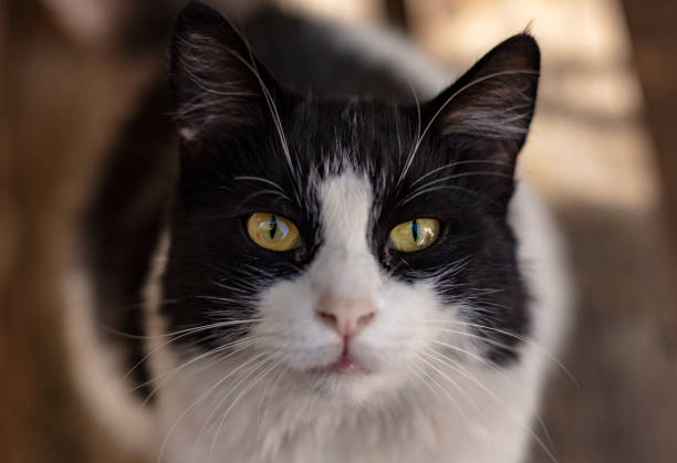 Tuxedo cat pictures
