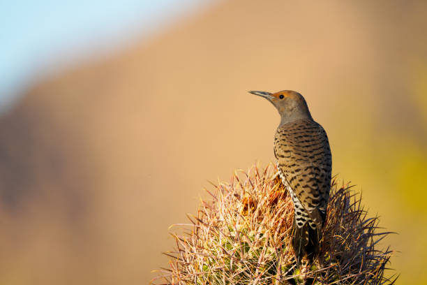 gilded flicker - arizona wildlife imagens e fotografias de stock