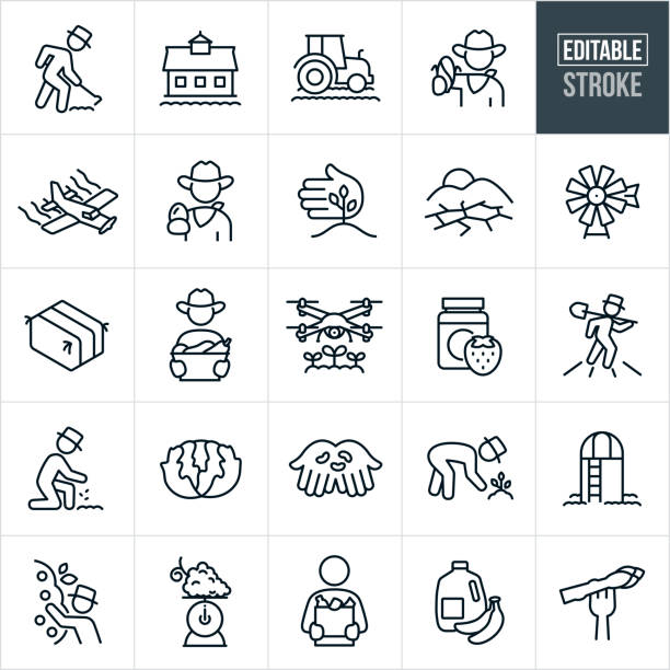 Agriculture and Farming Thin Line Icons - Editable Stroke A set of agriculture and farming icons that include editable strokes or outlines using the EPS vector file. The icons include farmers farming, farmer hoeing, barn, tractor in field, farmer with cob of corn, crop duster airplane, farmer holding a chicken egg, crops, fields of crops, drought, windmill, bale of hay, farmer with vegetables, drone over crops, strawberry jam, farmer tending fields, farmer planting seeds, head of lettuce, beans, silo, farmer picking apples from tree, grapes on scale, shopper with groceries and other related icons. farmer stock illustrations