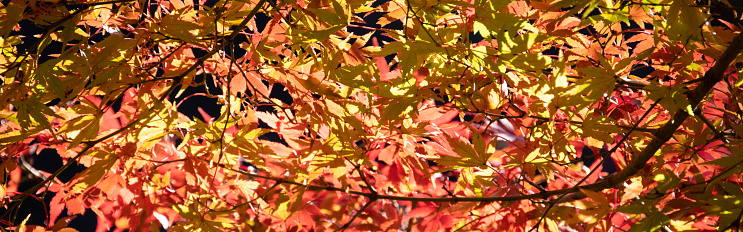 colorful autumn leaves clipped to banner size.