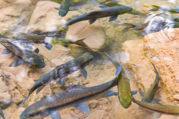 istock Red garra fishes in river water 1290154925