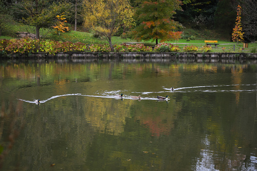 Ducks swimming in lake during autumn season