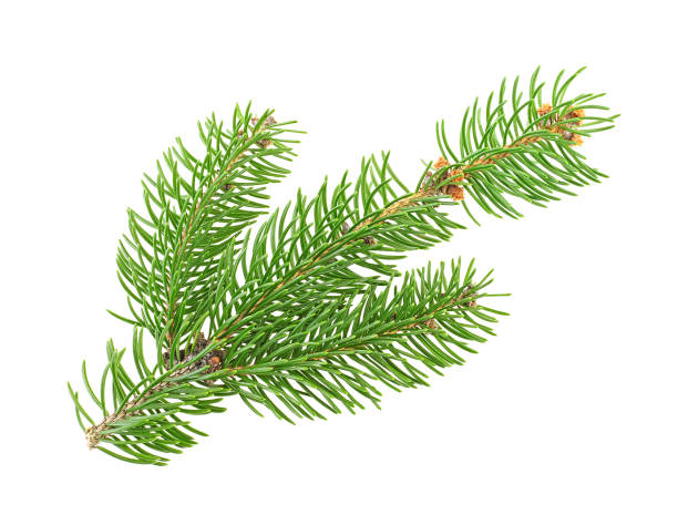 istock Christmas tree branch isolated on white background. Fir tree branch. 1290155147