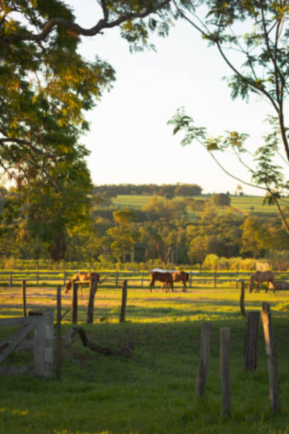istock Rural blur background with animals and sunset. Farm concept image. 1290156717
