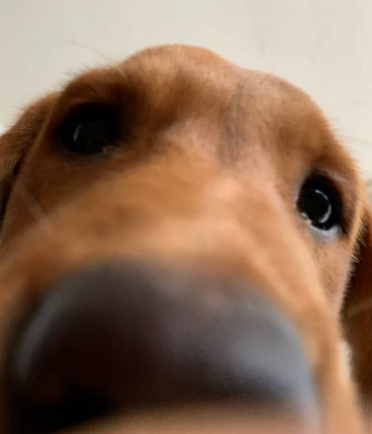 Curious pup with nose in camera