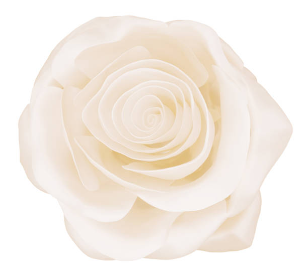 istock elegant white pastel rose isolated on white, 3d render 1290157409