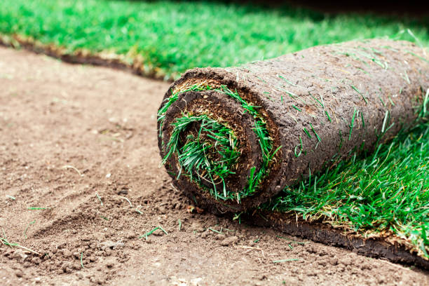 istock Soil coating with rolls of a lawn 1290158945