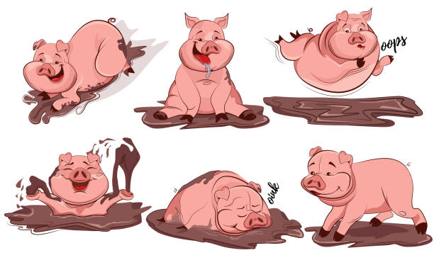 ilustrações de stock, clip art, desenhos animados e ícones de set of cute cartoon pig. pigs characters posing in different situations set. pig cartoon action set, in different situations, running, playing in the mud, fun, sleeping. vector illustration - mud run