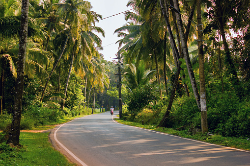 Goa, India: Turning road in a middle of Forest of palm tree. Exotic location in Goa against clear sky located in Southern part of India