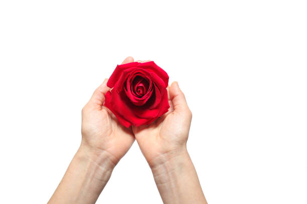 istock Red rose in hands over white background. Space for your text 1290161179