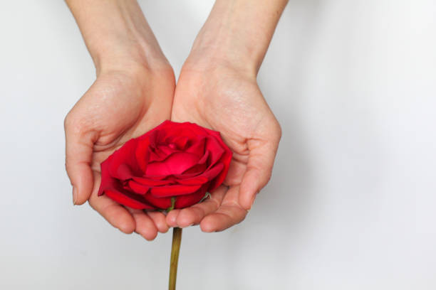 istock Red rose in hands over white background. Space for your text 1290161223