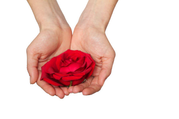 istock Red rose in hands over white background. Space for your text 1290161762