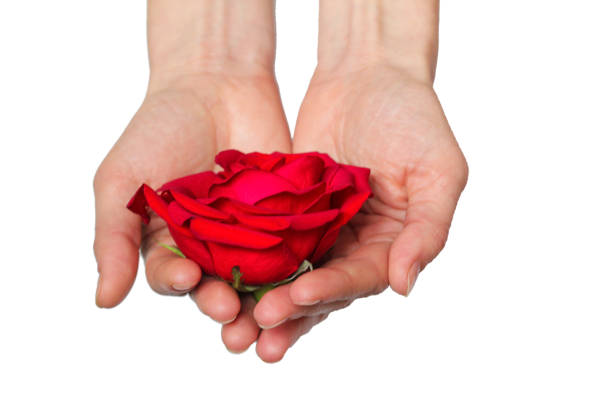istock Red rose in hands over white background. Space for your text 1290161825