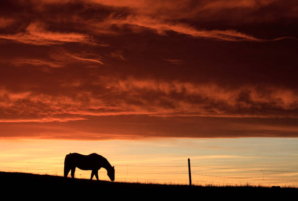 istock Silhouette of Horse Against Dramatic Sunset 1290161890