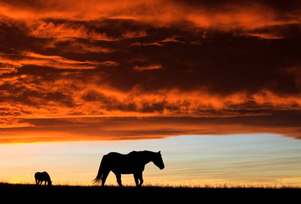 istock Two Horses Grazing On The Great Plains 1290161905