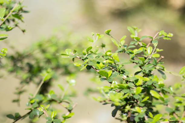 istock Cultivation of Bonsai using tropical plants Arctostaphylos 1290162884