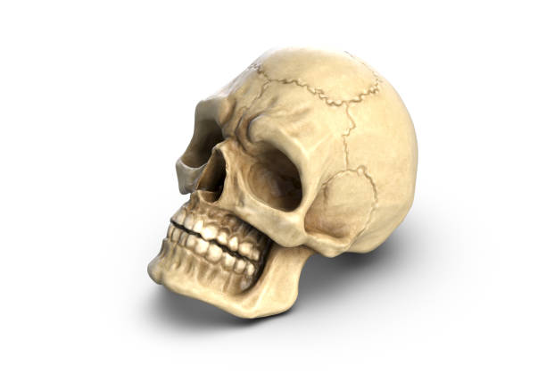 istock 3D illustration of Human skull, isolated on white 1290164182