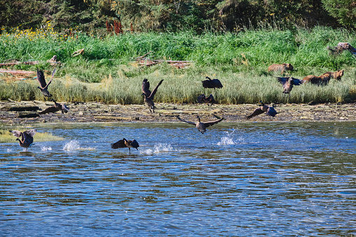 Geese in various stages of landing in the tidal waters of Glendale Cove, Knight Inlet, BC.  In the background a mother Grizzly bear with 2 cubs are foraging for grasses in the wetland meadow.