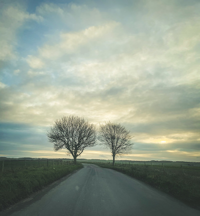 Bare tree by country road in the winter, Oxfordshire, England