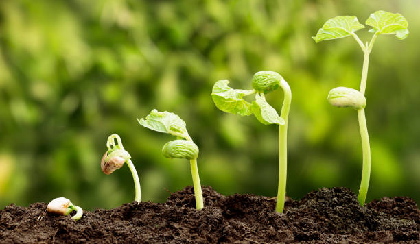 A sequence of Seedlings Growing Progressively Taller Into The Dirt with unfocused background. stock photo
