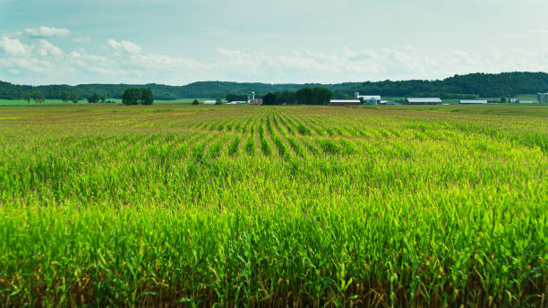 istock Cornfield in Wisconsin - Aerial 1290166833