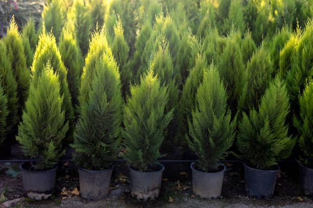 Evergreen plants in pots