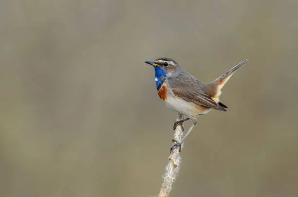 Mal white-spotted bluethroat perching on reed.